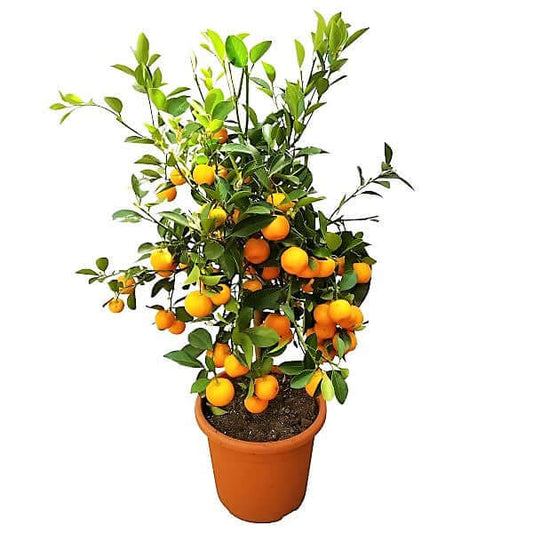Citrus Microcarpa, Calamansi Citrus - www.Greenie.ae Buy online Best and Healthy Plants and quality products guarantee in Dubai Plants Shop in Dubai Abu Dhabi all over UAE Plants near me Fresh Plants in Dubai where to buy plants in UAE - Greenie.ae