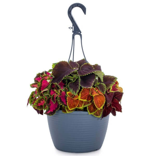 Coleus Mix per piece (small) - www.Greenie.ae Buy online Best and Healthy Plants and quality products guarantee in Dubai Plants Shop in Dubai Abu Dhabi all over UAE Plants near me Fresh Plants in Dubai where to buy plants in UAE - Greenie.ae