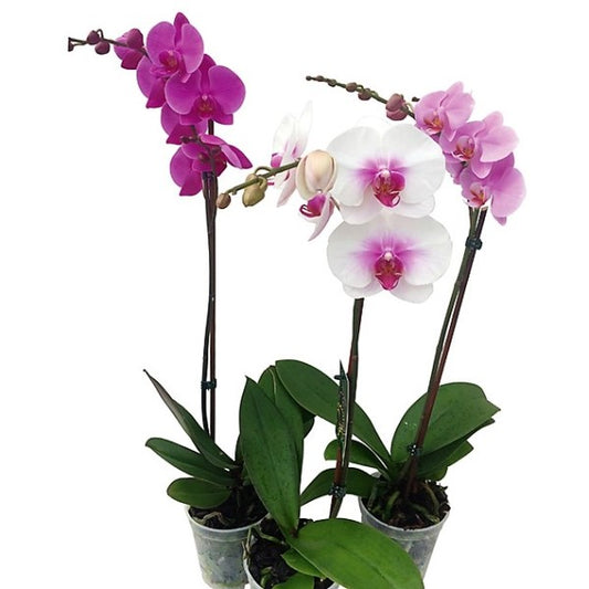 Moth Orchids, Phalaenopsis orchids - www.Greenie.ae Buy online Best and Healthy Plants and quality products guarantee in Dubai Plants Shop in Dubai Abu Dhabi all over UAE Plants near me Fresh Plants in Dubai where to buy plants in UAE - Greenie.ae