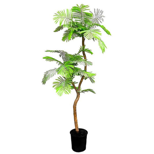 Flame Tree, Delonix Regia, Royal Poinciana