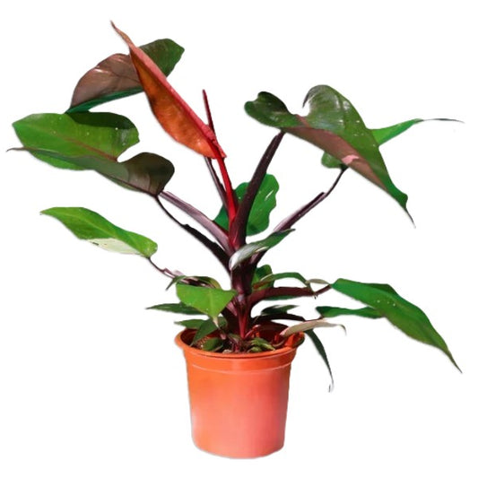 Philodendron Pink Princess