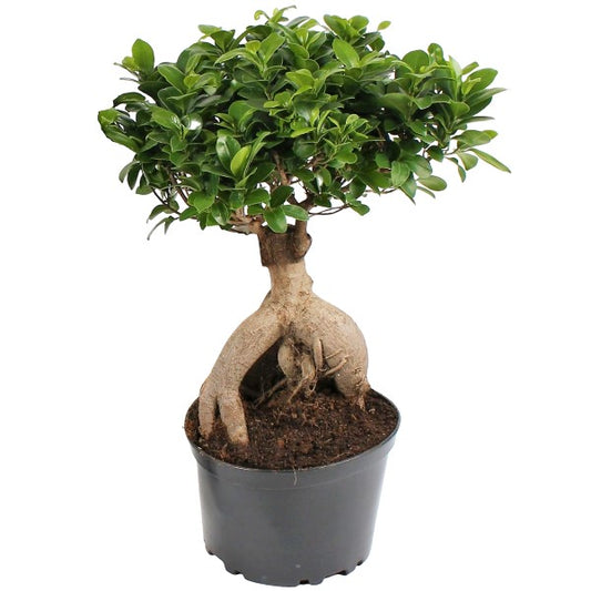 Ficus Ginseng Bonsai, Ficus nitida, Microcarpa