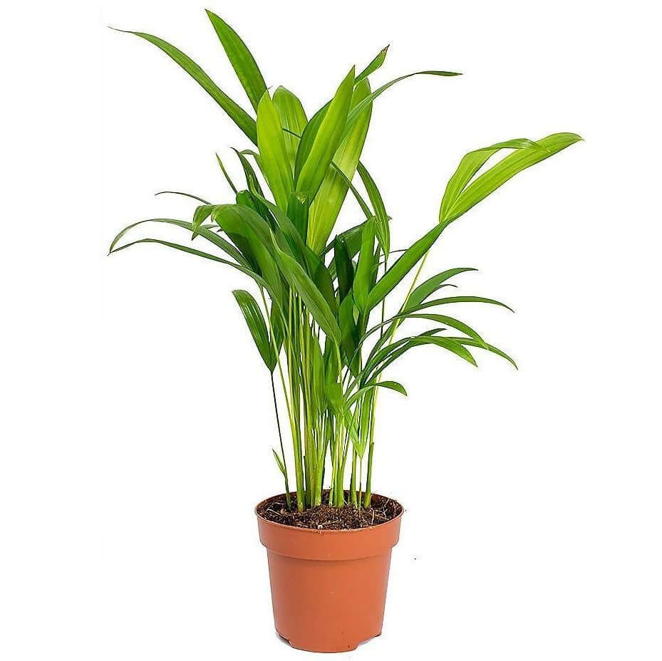 Areca Small, Butterfly Palm , Cane Palm - www.Greenie.ae Buy online Best and Healthy Plants and quality products guarantee in Dubai Plants Shop in Dubai Abu Dhabi all over UAE Plants near me Fresh Plants in Dubai where to buy plants in UAE - Greenie.ae