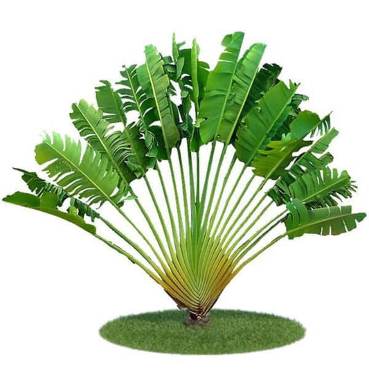 Ravenala Madagascariensis, Traveller’s Palm - www.Greenie.ae Buy online Best and Healthy Plants and quality products guarantee in Dubai Plants Shop in Dubai Abu Dhabi all over UAE Plants near me Fresh Plants in Dubai where to buy plants in UAE - Greenie.ae