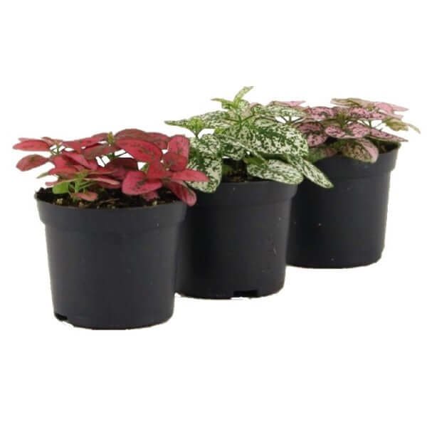 indoor plants online abu dhabi Polka Dot Plant, Hypoestes Phyllostachya indoor