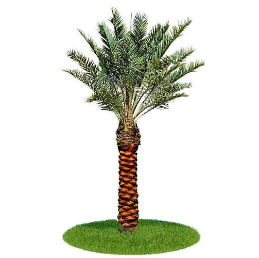 Date Palm, Phoenix Dactylifera - www.Greenie.ae Buy online Best and Healthy Plants and quality products guarantee in Dubai Plants Shop in Dubai Abu Dhabi all over UAE Plants near me Fresh Plants in Dubai where to buy plants in UAE - Greenie.ae