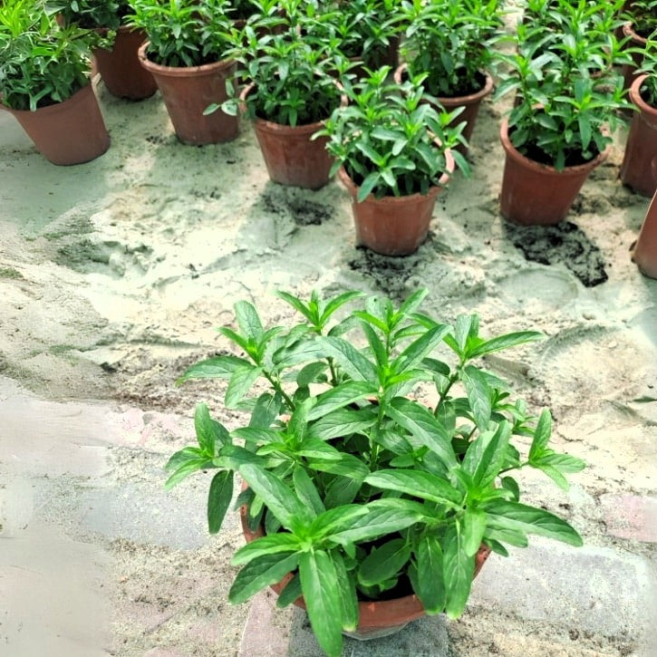 Habak, Mentha longifolia, Desert mint