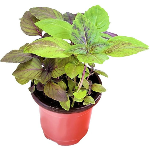 Red Sweet Basil, Sweet Genovese - www.Greenie.ae Buy online Best and Healthy Plants and quality products guarantee in Dubai Plants Shop in Dubai Abu Dhabi all over UAE Plants near me Fresh Plants in Dubai where to buy plants in UAE - Greenie.ae