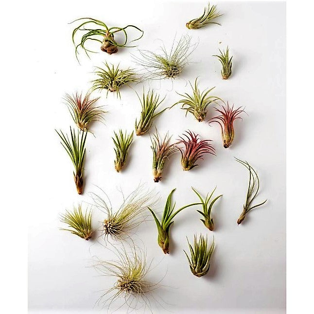 Air Plants Assorted Mix - www.Greenie.ae Buy online Best and Healthy Plants and quality products guarantee in Dubai Plants Shop in Dubai Abu Dhabi all over UAE Plants near me Fresh Plants in Dubai where to buy plants in UAE - Greenie.ae