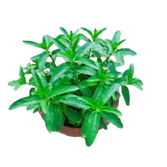 Habak, Mentha longifolia, Desert mint