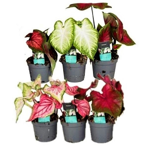 Caladiums or Angel Wings Small - www.Greenie.ae Buy online Best and Healthy Plants and quality products guarantee in Dubai Plants Shop in Dubai Abu Dhabi all over UAE Plants near me Fresh Plants in Dubai where to buy plants in UAE - Greenie.ae