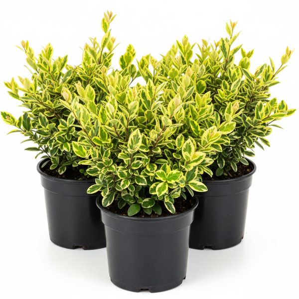 Asystasia Gangetica, Chinese Violet - Greenie.ae Dubai UAE Delivery Online Shop