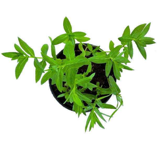 Habak, Mentha longifolia, Desert mint