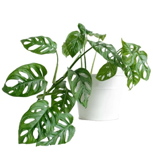Monstera Adansonii, Swiss Cheese Plant