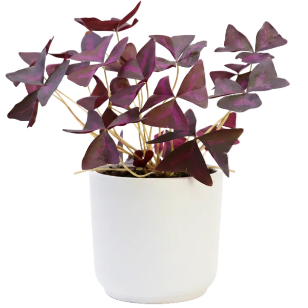 Oxalis Triangularis, Love Plant, Purple Shamrock