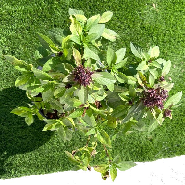 Rehan Herb, Persian Basil, Ocimum Basilicum - www.Greenie.ae Buy online Best and Healthy Plants and quality products guarantee in Dubai Plants Shop in Dubai Abu Dhabi all over UAE Plants near me Fresh Plants in Dubai where to buy plants in UAE - Greenie.ae