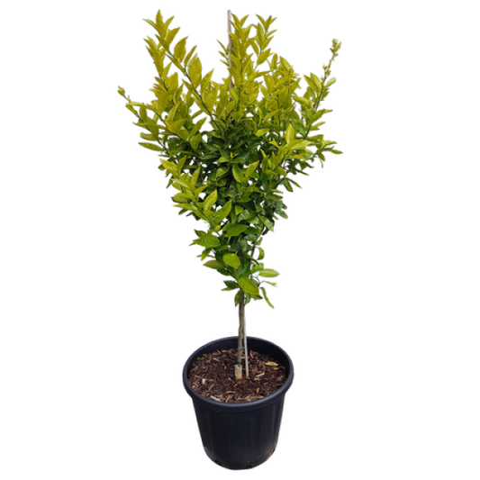 Mandarin Plant - www.Greenie.ae Buy online Best and Healthy Plants and quality products guarantee in Dubai Plants Shop in Dubai Abu Dhabi all over UAE Plants near me Fresh Plants in Dubai where to buy plants in UAE - Greenie.ae