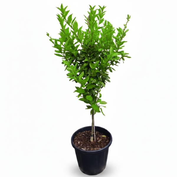 Mandarin Plant - www.Greenie.ae Buy online Best and Healthy Plants and quality products guarantee in Dubai Plants Shop in Dubai Abu Dhabi all over UAE Plants near me Fresh Plants in Dubai where to buy plants in UAE - Greenie.ae