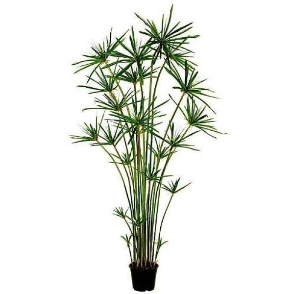 Cyperus Alternifolius, Umbrella Sedge - www.Greenie.ae Buy online Best and Healthy Plants and quality products guarantee in Dubai Plants Shop in Dubai Abu Dhabi all over UAE Plants near me Fresh Plants in Dubai where to buy plants in UAE - Greenie.ae