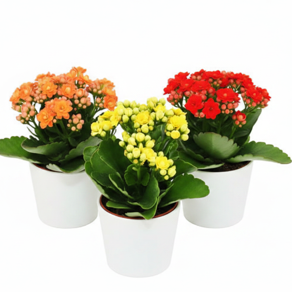 Kalanchoe blossifeldiana, Flaming Katy, Christmas , outdoor