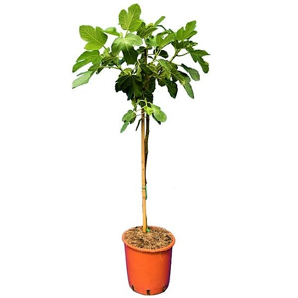 Fig Tree, Ficus Carica - www.Greenie.ae Buy online Best and Healthy Plants and quality products guarantee in Dubai Plants Shop in Dubai Abu Dhabi all over UAE Plants near me Fresh Plants in Dubai where to buy plants in UAE - Greenie.ae