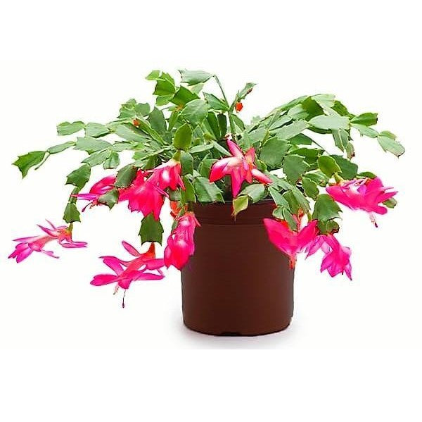 Christmas Cactus - www.Greenie.ae Buy online Best and Healthy Plants and quality products guarantee in Dubai Plants Shop in Dubai Abu Dhabi all over UAE Plants near me Fresh Plants in Dubai where to buy plants in UAE - Greenie.ae