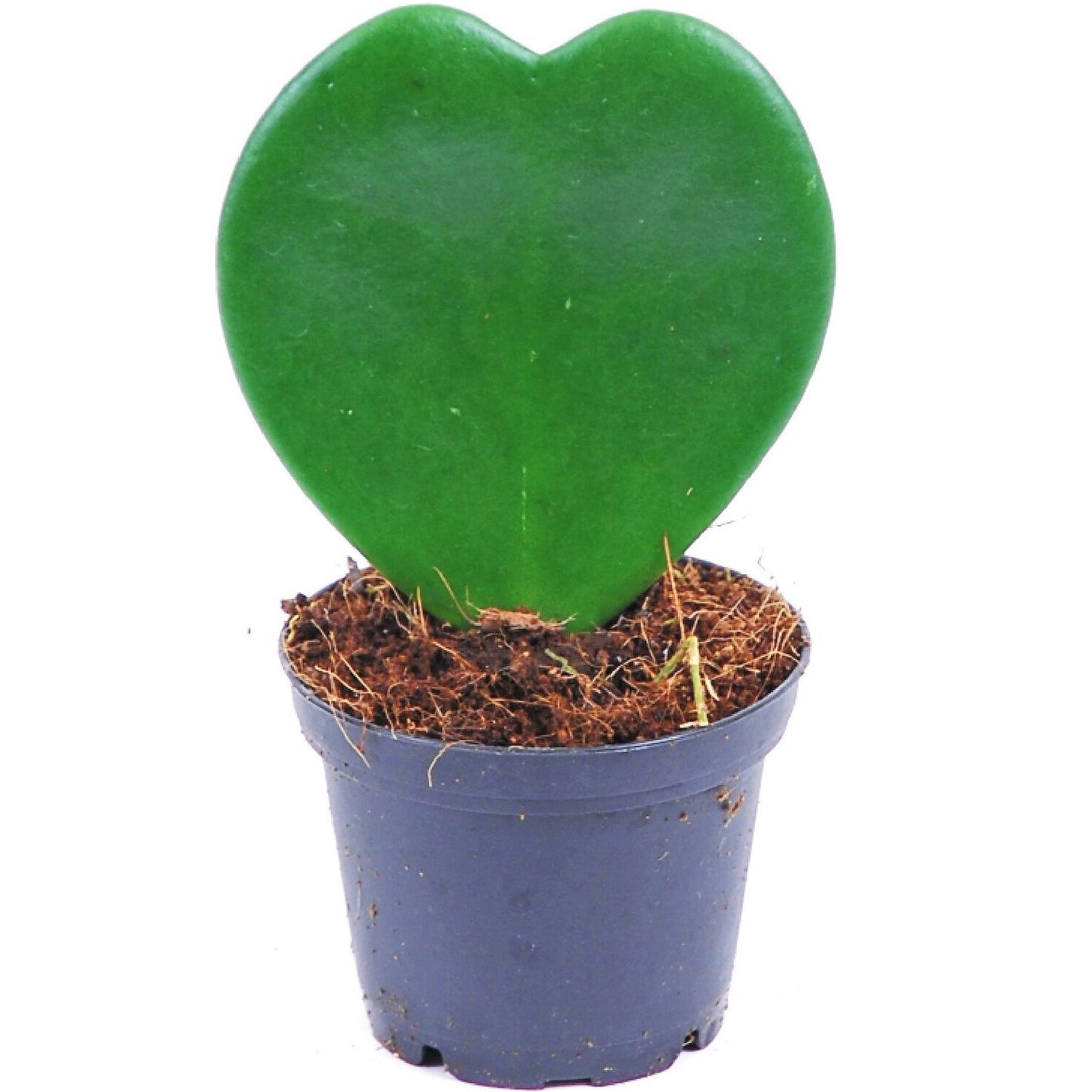 Lucky Heart, Hoya Kerrii - Greenie.ae Dubai UAE Delivery Online Shop