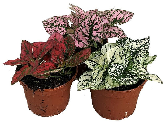 Polka Dot Plant, Hypoestes Phyllostachya Outdoor - www.Greenie.ae Buy online Best and Healthy Plants and quality products guarantee in Dubai Plants Shop in Dubai Abu Dhabi all over UAE Plants near me Fresh Plants in Dubai where to buy plants in UAE - Greenie.ae