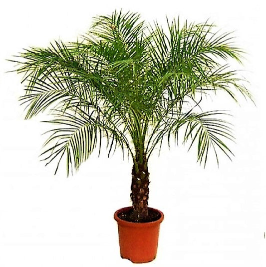 Phoenix Roebelenii, Miniature Date Palm, Dwarf Pygmy Date palm - www.Greenie.ae Buy online Best and Healthy Plants and quality products guarantee in Dubai Plants Shop in Dubai Abu Dhabi all over UAE Plants near me Fresh Plants in Dubai where to buy plants in UAE - Greenie.ae