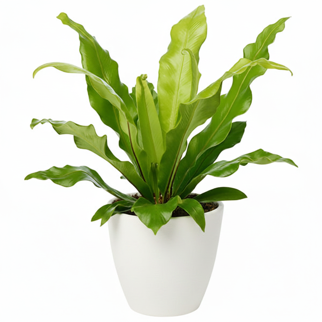 Bird’s Nest Fern, Asplenium Nidus