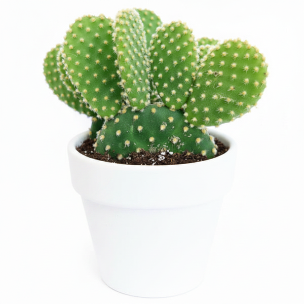 Bunny Ears, Cactus Opuntia Albata