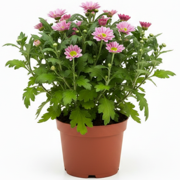 Chrysanthemum per plant - Greenie.ae Dubai UAE Delivery Online Shop