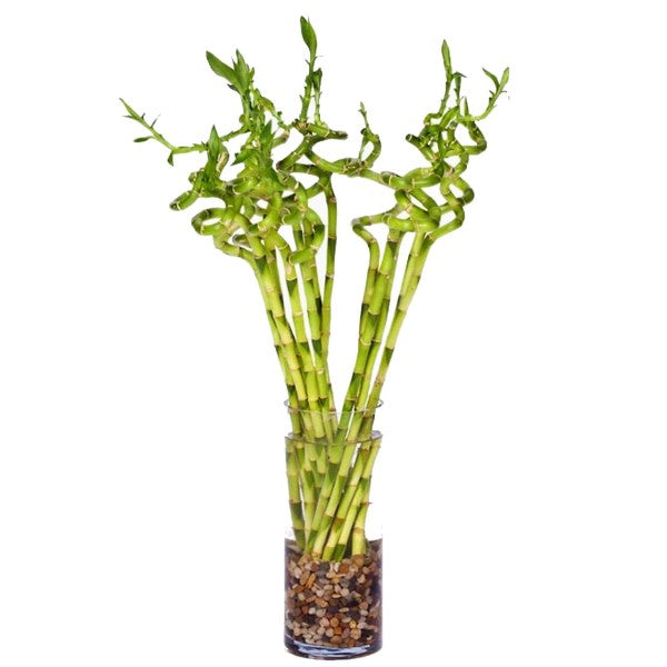 lucky bamboo online india Lucky Bamboo Sticks, Dracaena Sanderiana