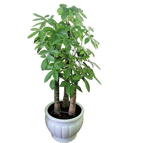 Pachira aquatica, Money Tree, Triple Trunk - www.Greenie.ae Buy online Best and Healthy Plants and quality products guarantee in Dubai Plants Shop in Dubai Abu Dhabi all over UAE Plants near me Fresh Plants in Dubai where to buy plants in UAE - Greenie.ae