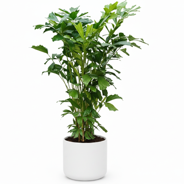 Fishtail Palm, Caryota Mitis