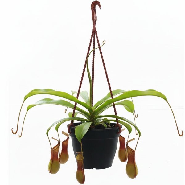 Monkey Jar , Nepenthes