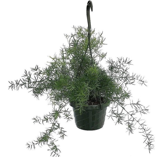 Asparagus Hanging - www.Greenie.ae Buy online Best and Healthy Plants and quality products guarantee in Dubai Plants Shop in Dubai Abu Dhabi all over UAE Plants near me Fresh Plants in Dubai where to buy plants in UAE - Greenie.ae
