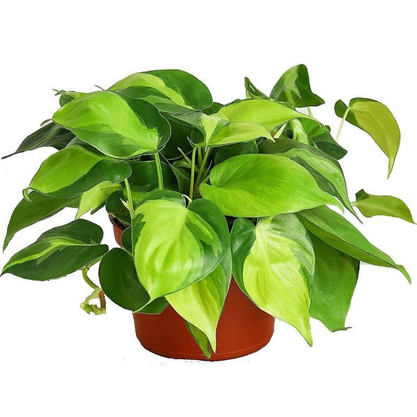 philodendron dubai Philodendron Brasil, Heartleaf Philodendron