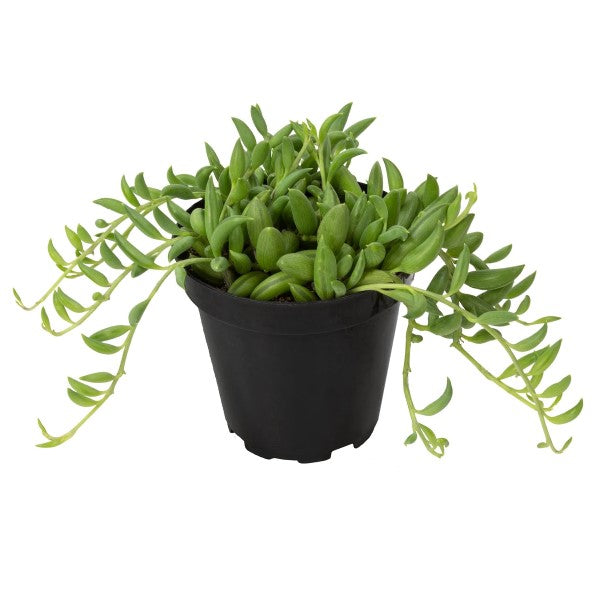 String of Bananas, Senecio Radicans - www.Greenie.ae Buy online Best and Healthy Plants and quality products guarantee in Dubai Plants Shop in Dubai Abu Dhabi all over UAE Plants near me Fresh Plants in Dubai where to buy plants in UAE - Greenie.ae