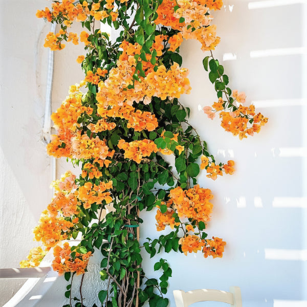 Bougainvillea Gold - www.Greenie.ae Buy online Best and Healthy Plants and quality products guarantee in Dubai Plants Shop in Dubai Abu Dhabi all over UAE Plants near me Fresh Plants in Dubai where to buy plants in UAE - Greenie.ae