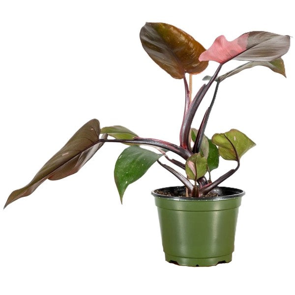 Philodendron Pink Princess