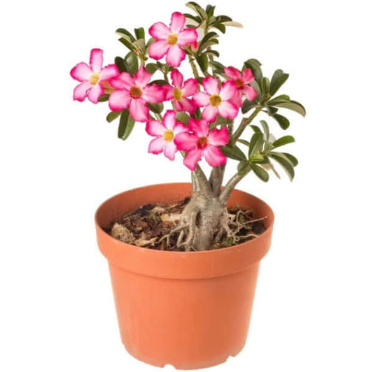 Adenium Obesum, Desert Rose, وردة الصحراء - www.Greenie.ae Buy online Best and Healthy Plants and quality products guarantee in Dubai Plants Shop in Dubai Abu Dhabi all over UAE Plants near me Fresh Plants in Dubai where to buy plants in UAE - Greenie.ae