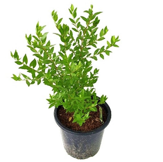 Myrtle, Myrtus Communis - www.Greenie.ae Buy online Best and Healthy Plants and quality products guarantee in Dubai Plants Shop in Dubai Abu Dhabi all over UAE Plants near me Fresh Plants in Dubai where to buy plants in UAE - Greenie.ae