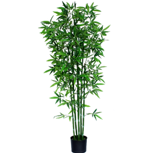 Bambusa multiplex, Chinese Dwarf Bamboo - www.Greenie.ae Buy online Best and Healthy Plants and quality products guarantee in Dubai Plants Shop in Dubai Abu Dhabi all over UAE Plants near me Fresh Plants in Dubai where to buy plants in UAE - Greenie.ae