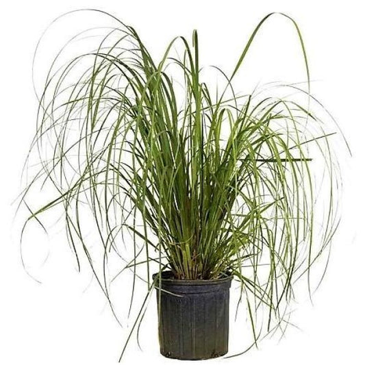 Cortaderia Selloana, Pampas Grass - www.Greenie.ae Buy online Best and Healthy Plants and quality products guarantee in Dubai Plants Shop in Dubai Abu Dhabi all over UAE Plants near me Fresh Plants in Dubai where to buy plants in UAE - Greenie.ae