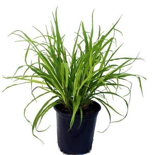 Lemon Grass, Cymbopogon Citratus - www.Greenie.ae Buy online Best and Healthy Plants and quality products guarantee in Dubai Plants Shop in Dubai Abu Dhabi all over UAE Plants near me Fresh Plants in Dubai where to buy plants in UAE - Greenie.ae