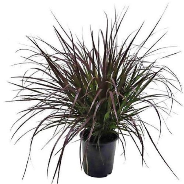 Pennisetum Rubrum, Purple Fountain Grass, African Fountain Grass, Tender Fountain Grass - www.Greenie.ae Buy online Best and Healthy Plants and quality products guarantee in Dubai Plants Shop in Dubai Abu Dhabi all over UAE Plants near me Fresh Plants in Dubai where to buy plants in UAE - Greenie.ae