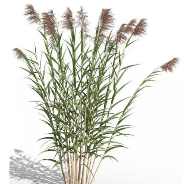 Phragmites Australis, Common Reed - www.Greenie.ae Buy online Best and Healthy Plants and quality products guarantee in Dubai Plants Shop in Dubai Abu Dhabi all over UAE Plants near me Fresh Plants in Dubai where to buy plants in UAE - Greenie.ae