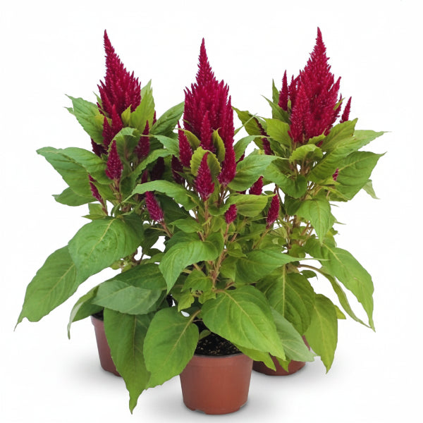 Three potted plants with red flowers and green leaves on a white background
