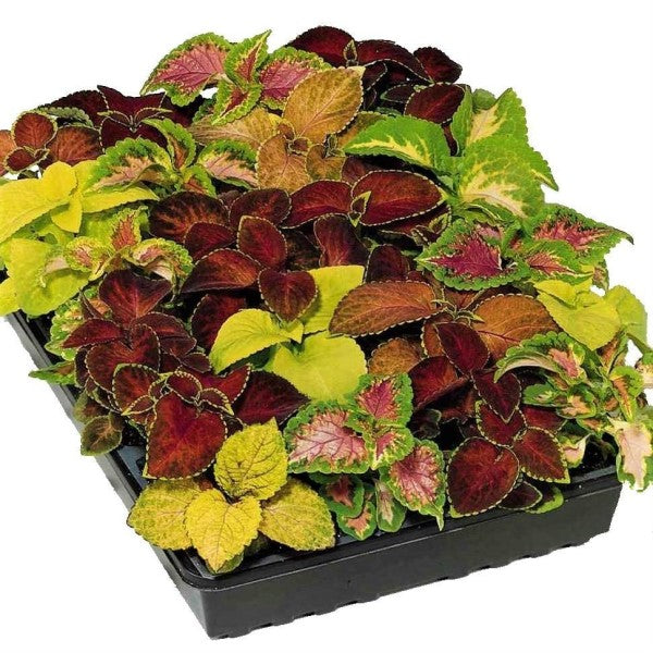 Coleus Mix per piece (small) - www.Greenie.ae Buy online Best and Healthy Plants and quality products guarantee in Dubai Plants Shop in Dubai Abu Dhabi all over UAE Plants near me Fresh Plants in Dubai where to buy plants in UAE - Greenie.ae